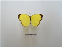 藏品(亮色黃蝶)的圖片